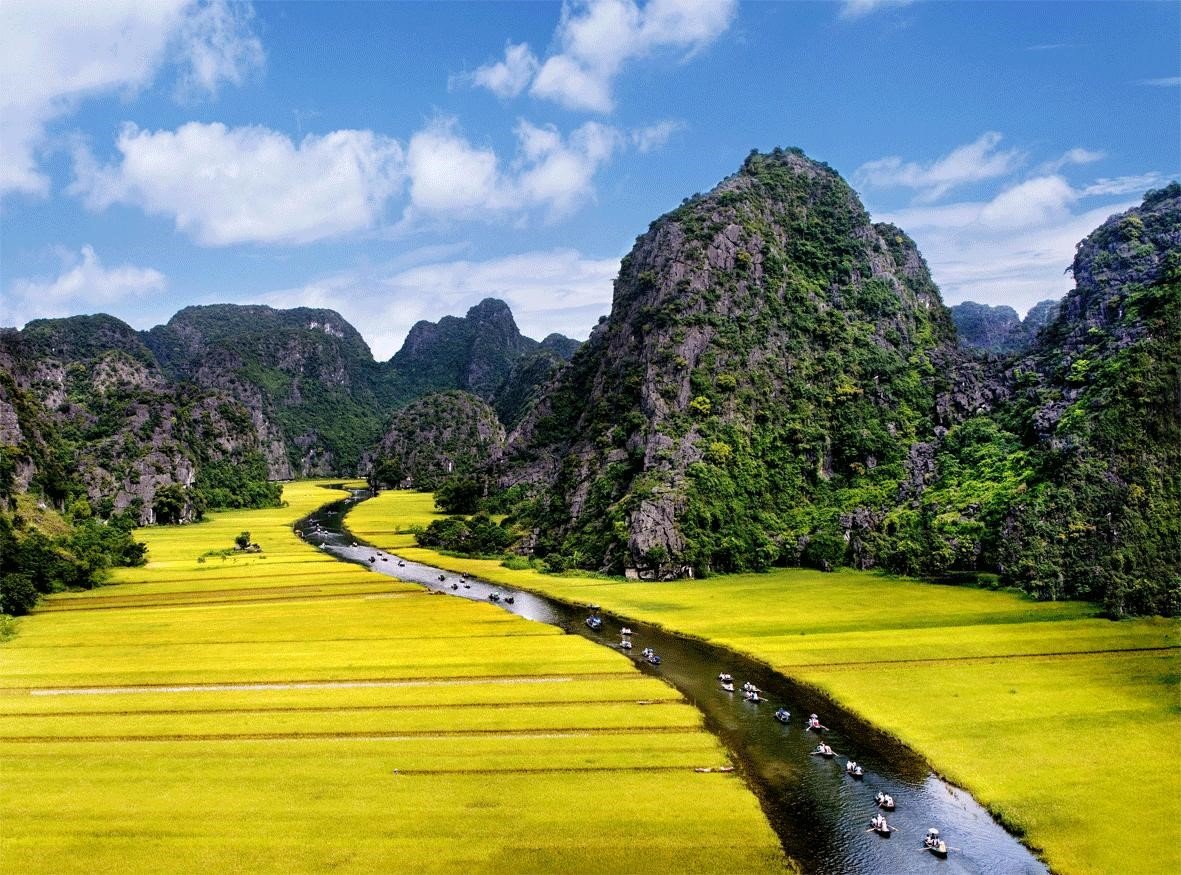 Arroz en Ninh Binh